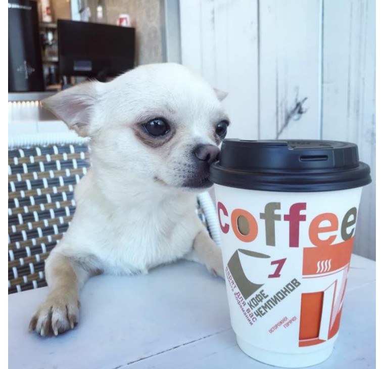 吉娃娃是世界上最小的纯种犬,吉娃娃是最古老的犬种