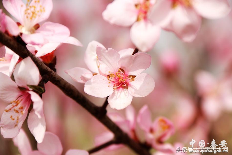 秦安:芳蕊遍地蜜蜂闹*光春**明媚凤山娇