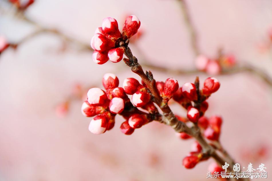 秦安:芳蕊遍地蜜蜂闹*光春**明媚凤山娇