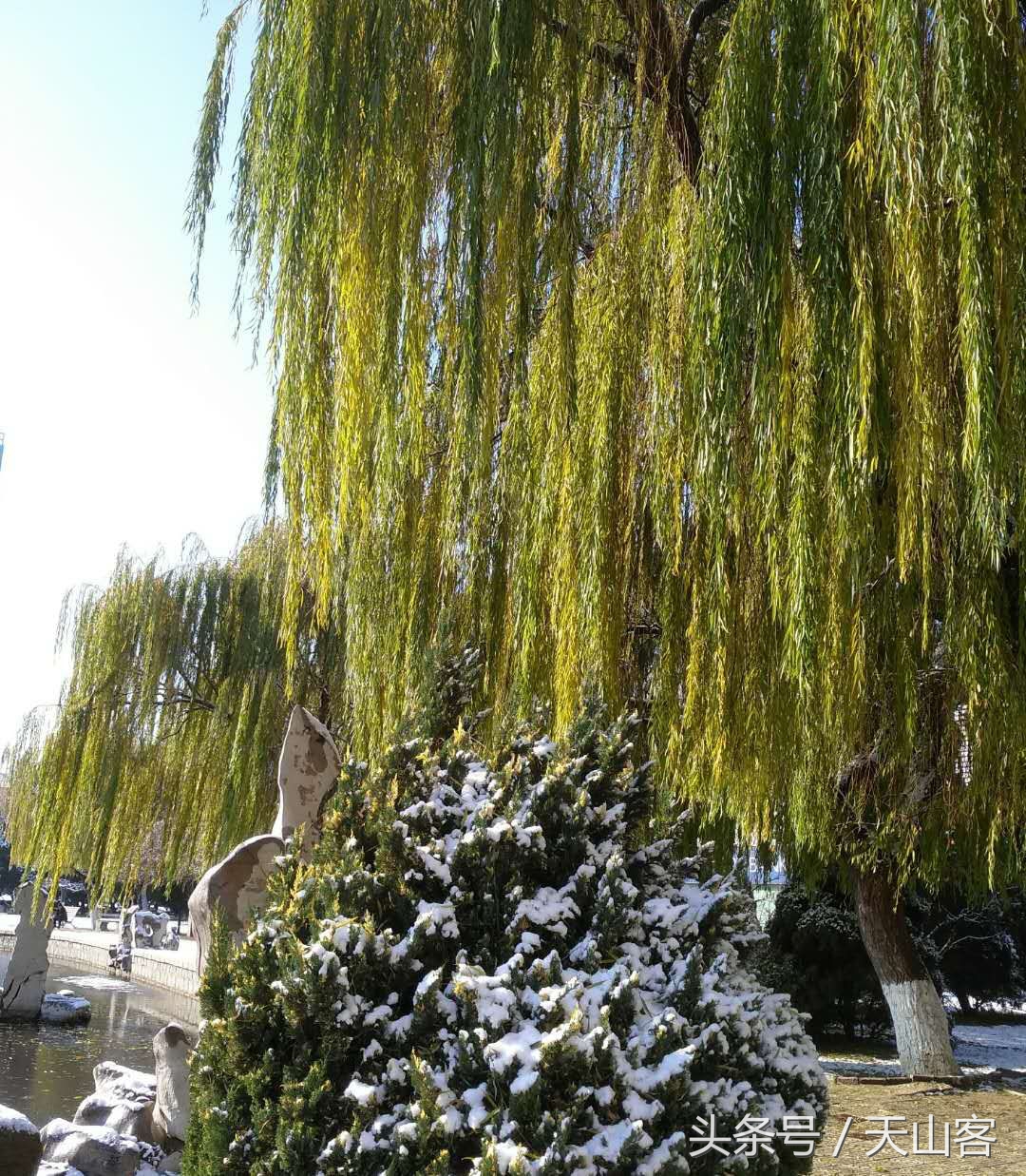 柳树的情感和品格,柳树的品格是什么