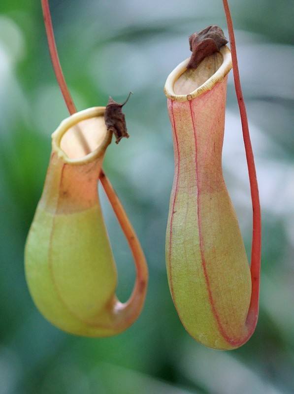 植物吃肉还吃人！这“食人树”到底是什么东西？