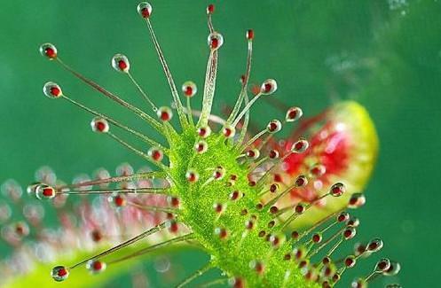 植物吃肉还吃人！这“食人树”到底是什么东西？