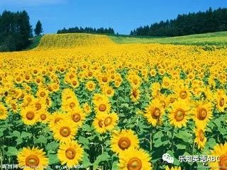 「乐文」我喜欢向日葵ILikeSunflowers