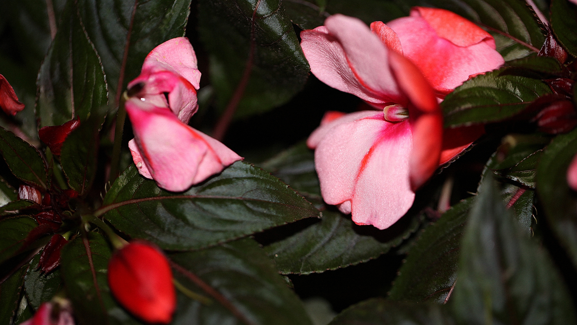 农村经常见到的药用野草,适合农村人涂的指甲油