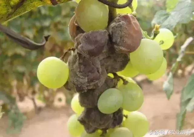 葡萄灰霉病控不住？花前用药是关键！