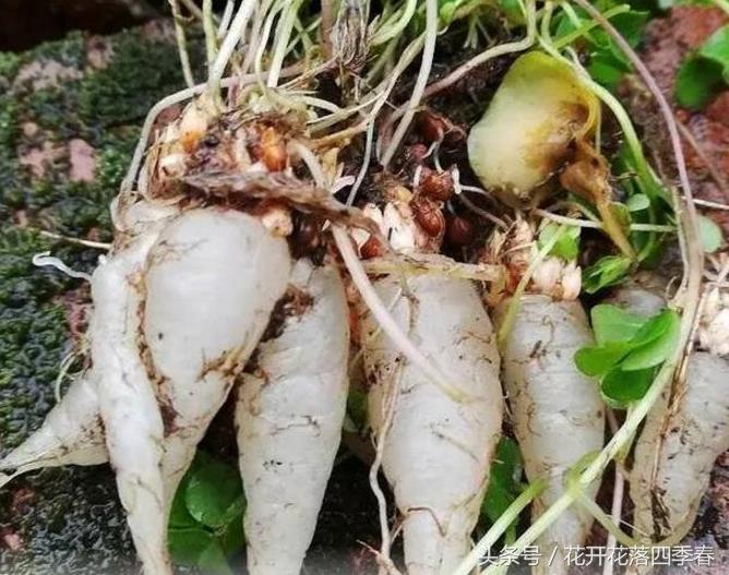 农村田间常见的草药,乡下不认识的草药