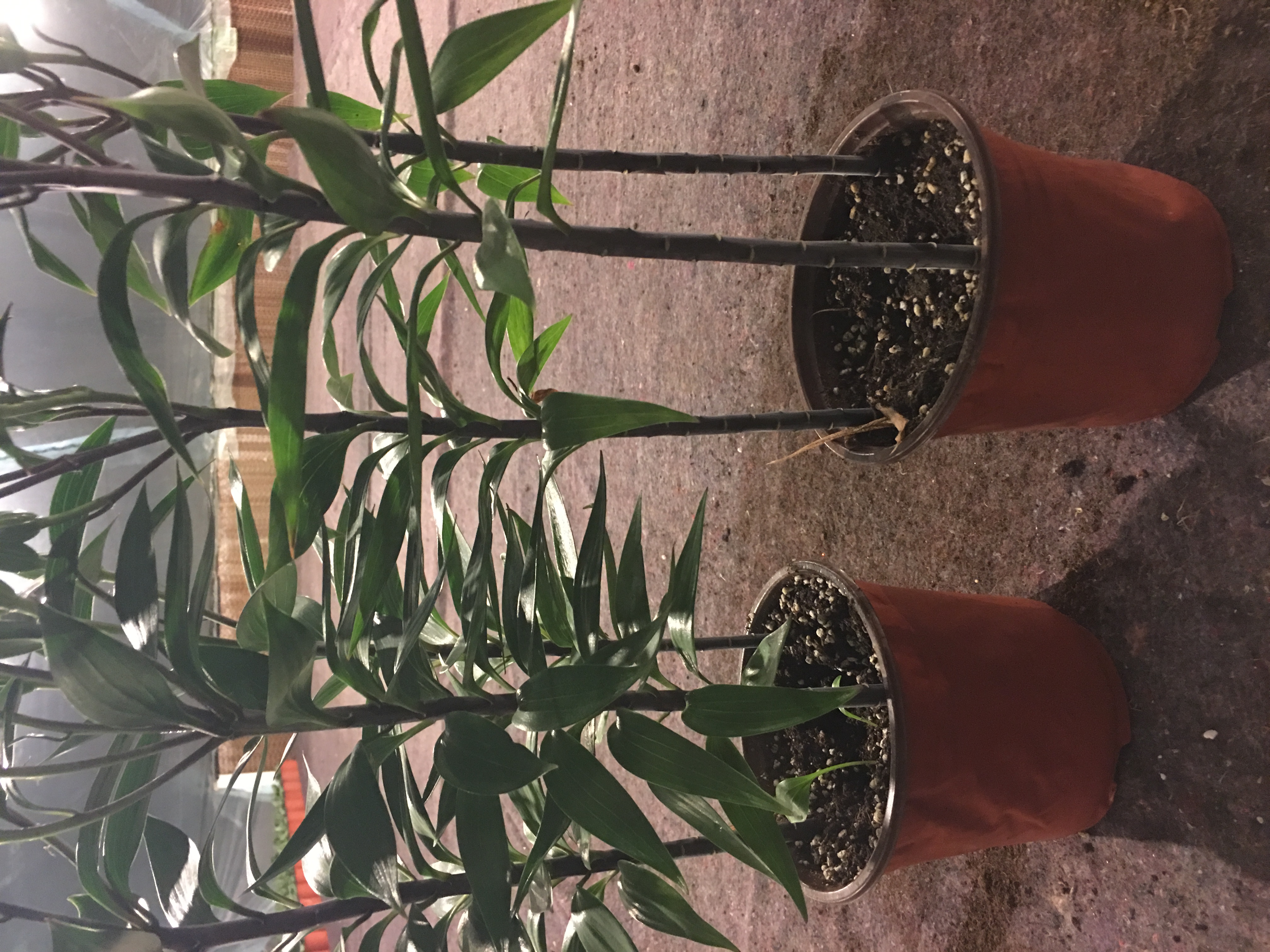 香水百合养护教程,重瓣香水百合养护方法