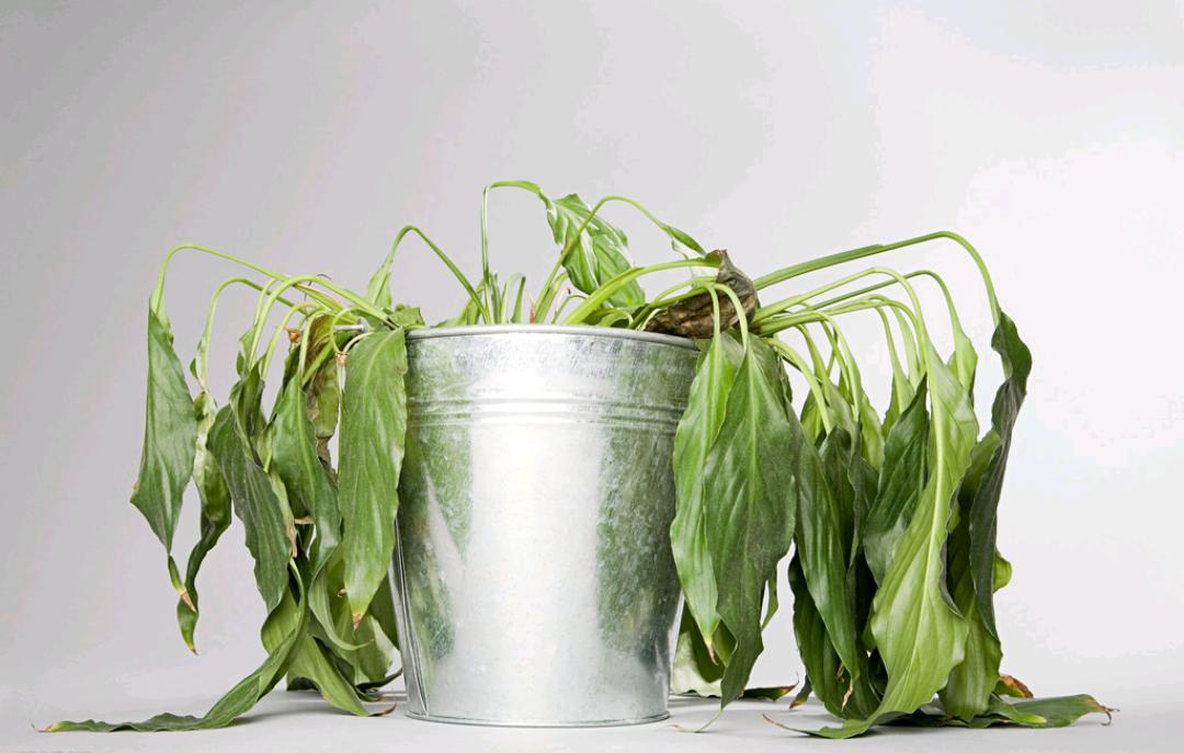 吸甲醛最好的植物排名好养,吸甲醛好养活的植物排行榜