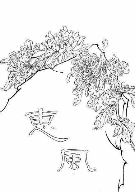 入门白描花卉菊花视频,白描菊花国画如何上色