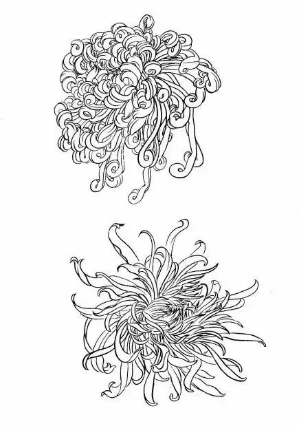 入门白描花卉菊花视频,白描菊花国画如何上色