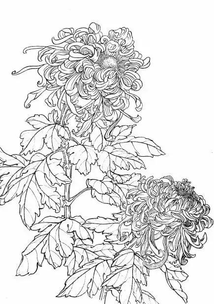 入门白描花卉菊花视频,白描菊花国画如何上色