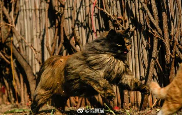 猫谱:因相成名,因名成谱《蓝毛毛找猫》24:猫出有名