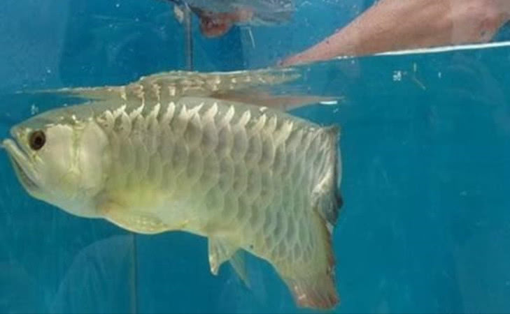 金鱼不吃东西能活多久,金鱼老是吃不到鱼食