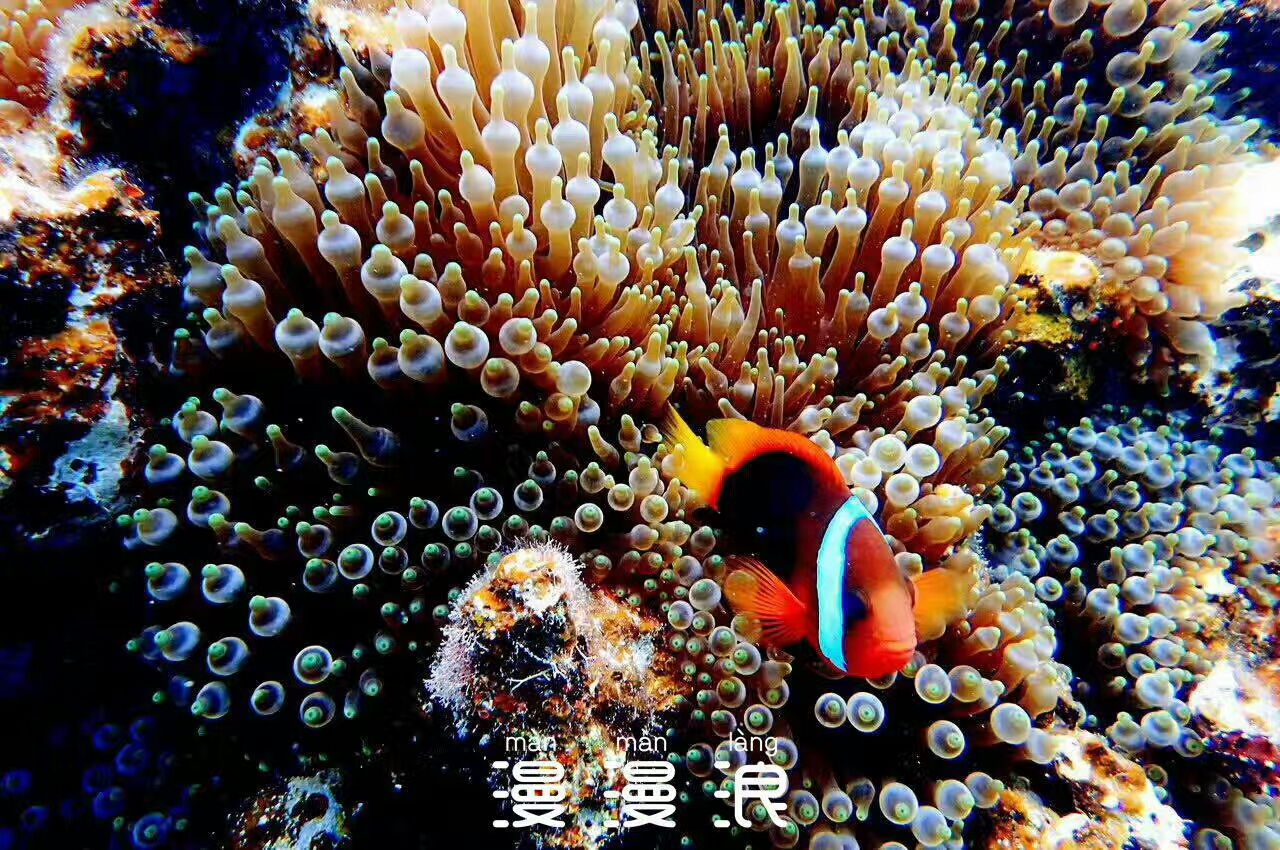 经常熬夜的人！一定要来帕劳看看！用帕劳蓝治愈你的失眠焦虑！