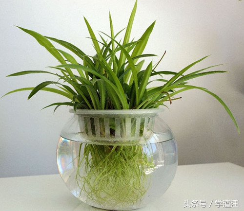 水培的吊兰可以用啤酒水浇吊兰吗,吊兰怎样水培才能养好