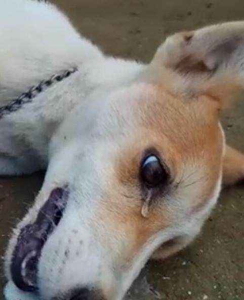 狗狗的这18种行为你真的懂了吗,狗狗的的几种行为不要弄错了