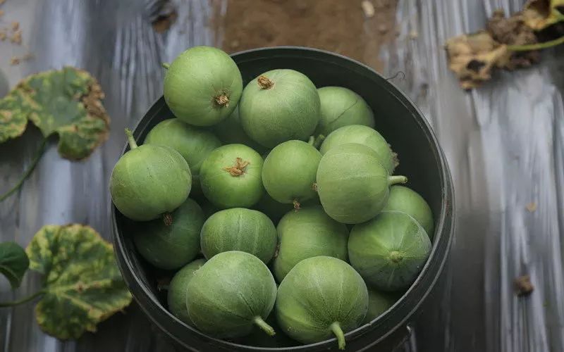 身残志坚的爷爷,身残志坚拄拐杖致富