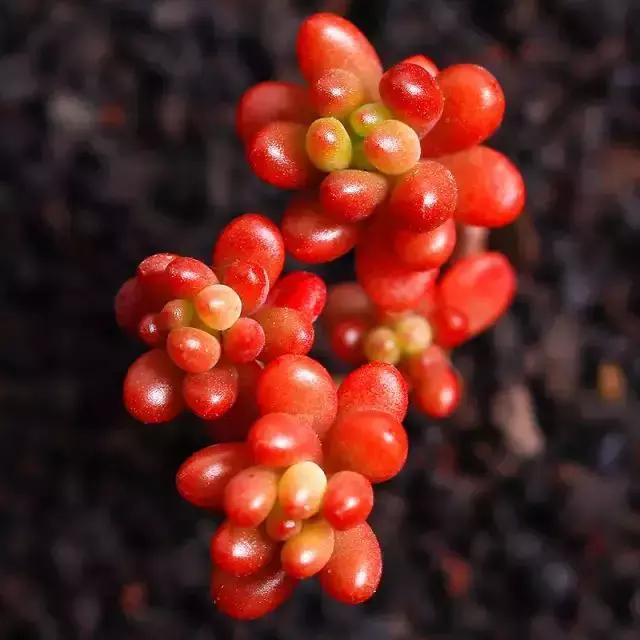 270种常见多肉图谱,270种常见多肉盆景