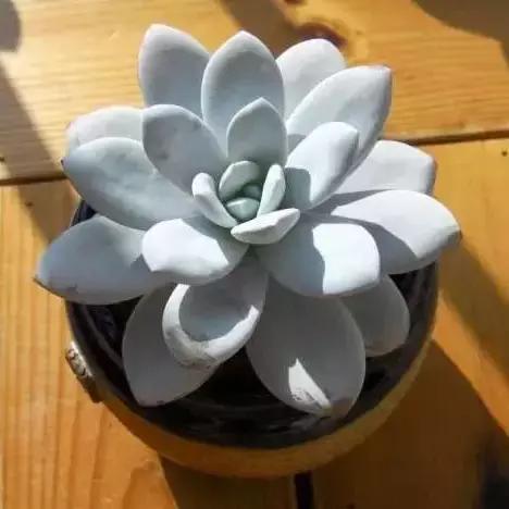 270种常见多肉图谱,270种常见多肉盆景