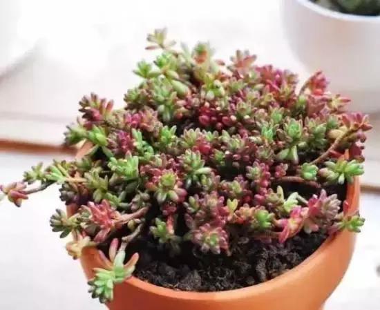 270种常见多肉图谱,270种常见多肉盆景