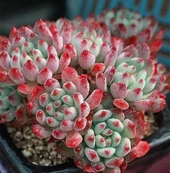 270种常见多肉图谱,270种常见多肉盆景