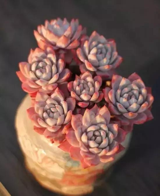 270种常见多肉图谱,270种常见多肉盆景