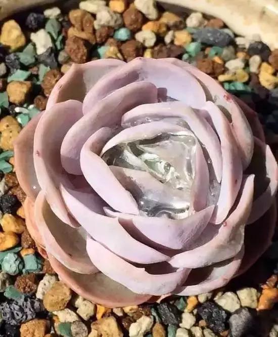 270种常见多肉图谱,270种常见多肉盆景