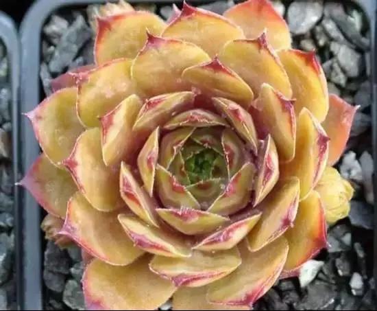 270种常见多肉图谱,270种常见多肉盆景