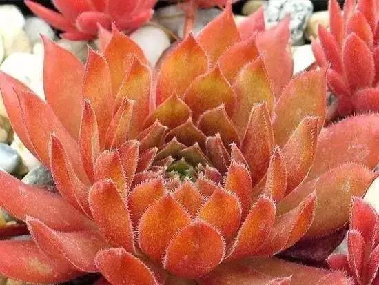 270种常见多肉图谱,270种常见多肉盆景