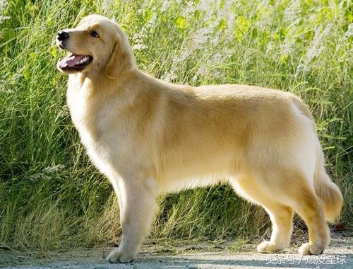 狗狗家中必备知识,家长养狗注意事项