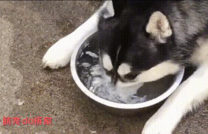 看看哈士奇是不是纯种的,哈士奇纯种的有什么特征