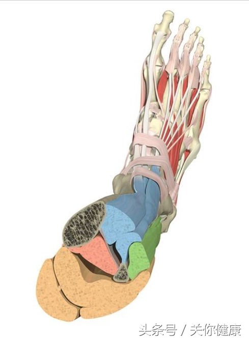 运动保健脚踝扭伤如何处理跟恢复,右踝关节扭伤如何快速恢复