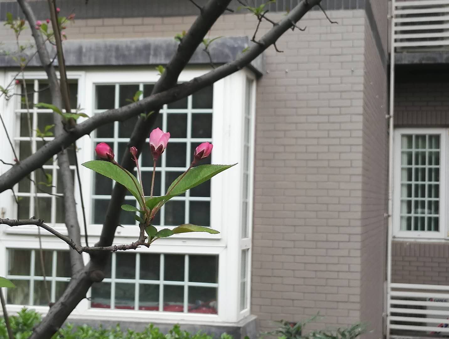 东风吹上海棠梢——海棠四品，西安已开三品