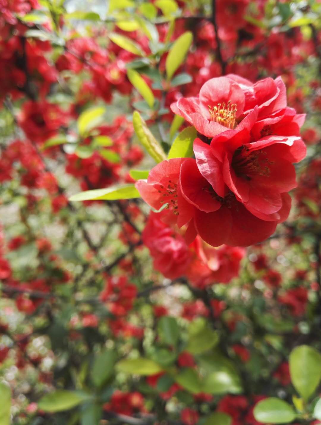 东风吹上海棠梢——海棠四品，西安已开三品