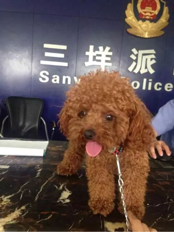 狗狗丢失1天如何找,狗狗丢失了怎么找回