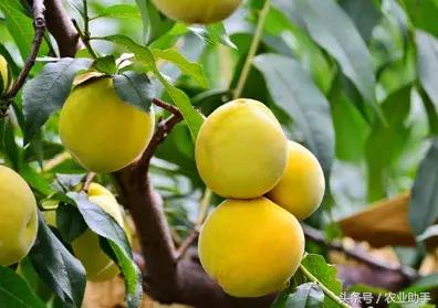 黄桃种植栽培管理技术要点,黄桃管理与技术