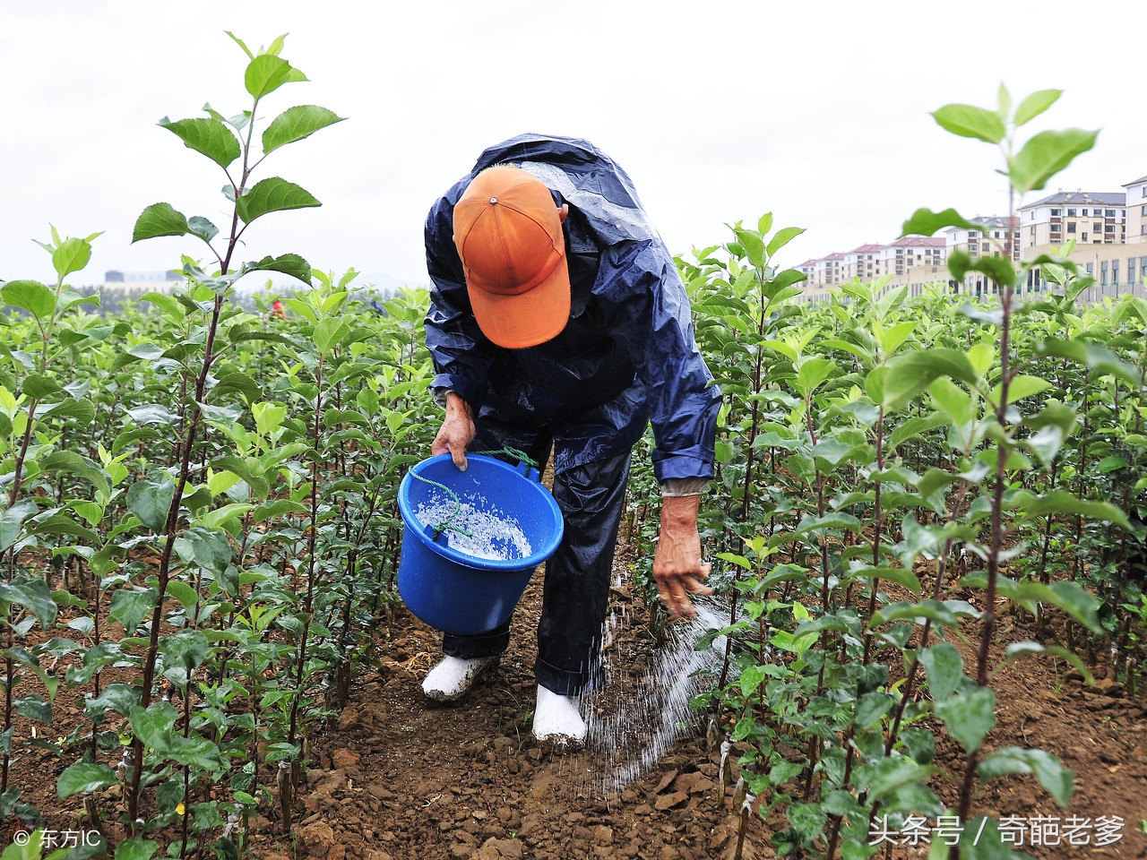 怎样养兰花才是正确的方法,兰花要怎么养才养得好