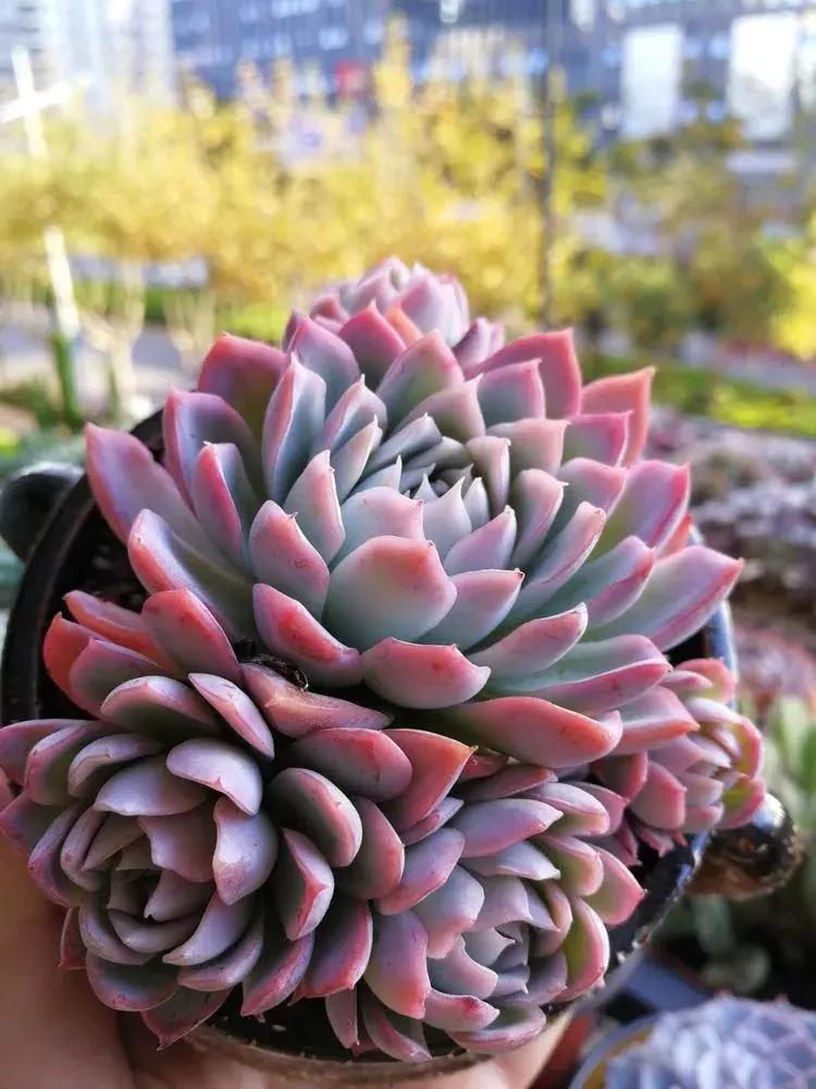 为了多肉改造阳台,疯狂的她