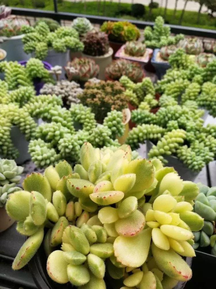 为了多肉改造阳台,疯狂的她