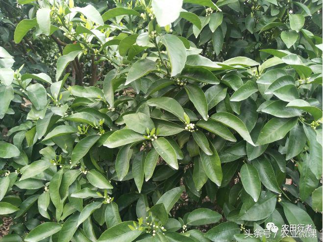 看见自家柑橘树上“飘零的花朵”，真的很忧愁啊！你有招吗
