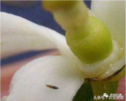 看见自家柑橘树上“飘零的花朵”，真的很忧愁啊！你有招吗