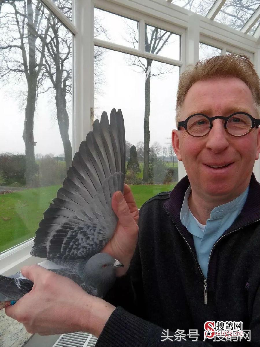 搜鸽网信息,赛鸽资讯知识分享