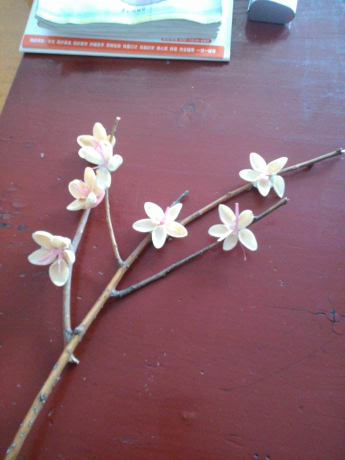 开心果吃完不要扔,开心果可以做哪些实验