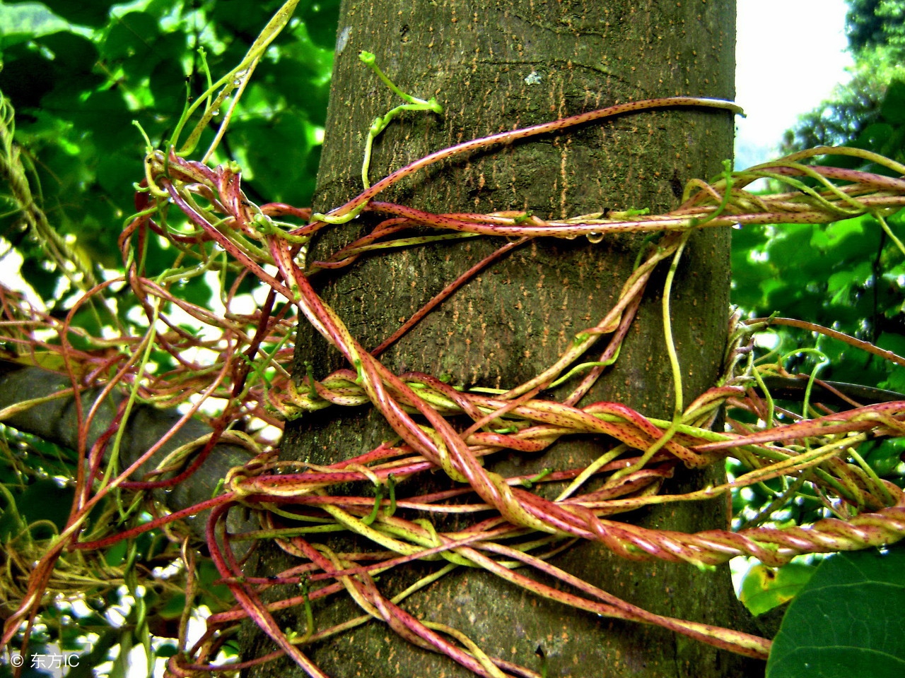 路边不起眼的野草却是补肾良药,农村哪种野草能吃对身体好