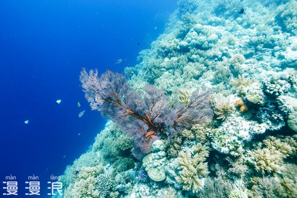 帕劳攻略详细教程,帕劳吃喝玩乐攻略