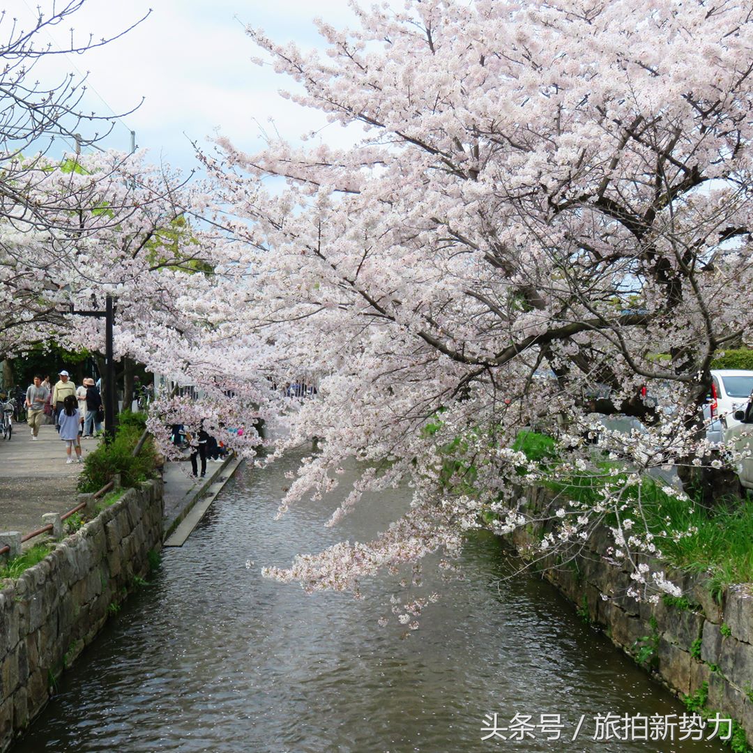 日本赏樱规划樱花行程的必备攻略,2020日本樱花季东京赏樱最强攻略