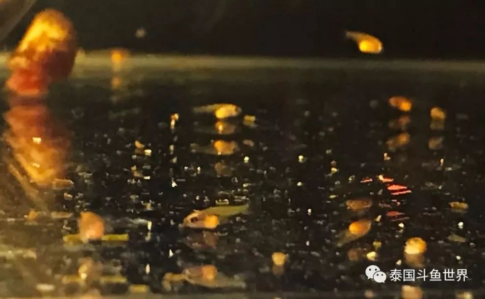 泰国斗鱼洗色需要多久,泰国斗鱼洗色跟环境有关吗