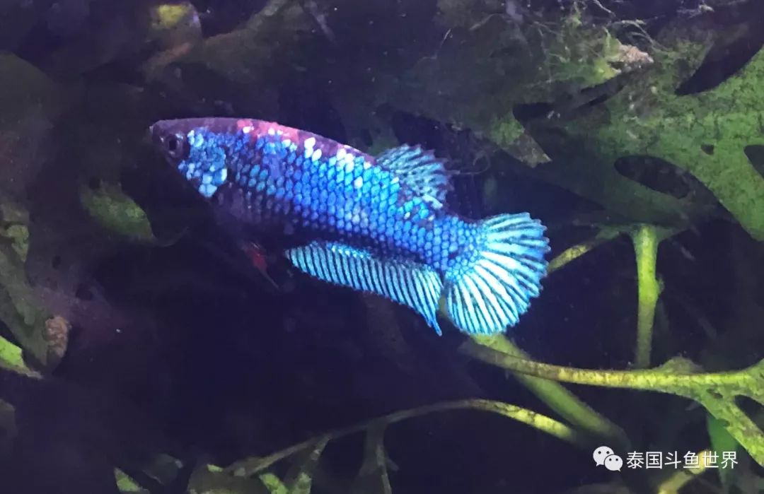 泰国斗鱼洗色需要多久,泰国斗鱼洗色跟环境有关吗