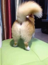 怎么养好柯基呀视频教程,怎么养柯基犬才比较好