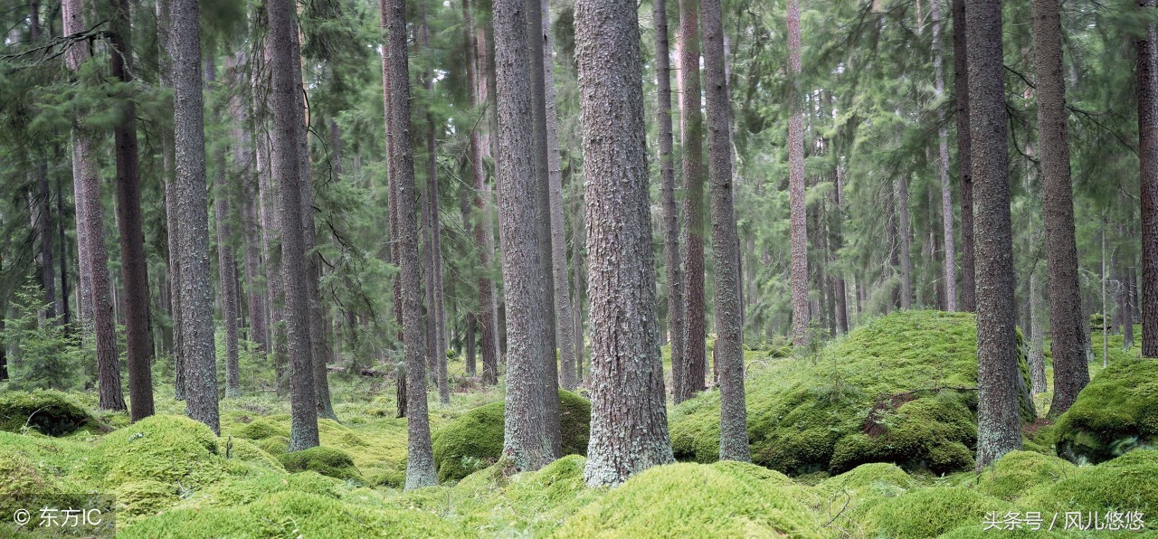 什么杉木板便宜又好,2米10公分杉木价格